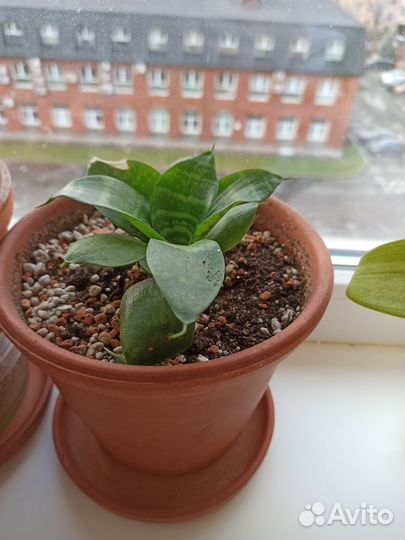 Комнатные растения Сансевиерия, суккулент