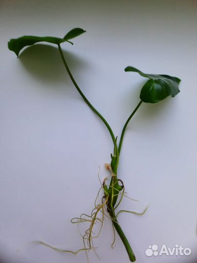 Филодендрон