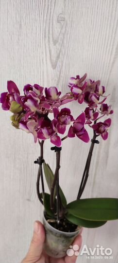 Орхидея фаленопсис пелорик