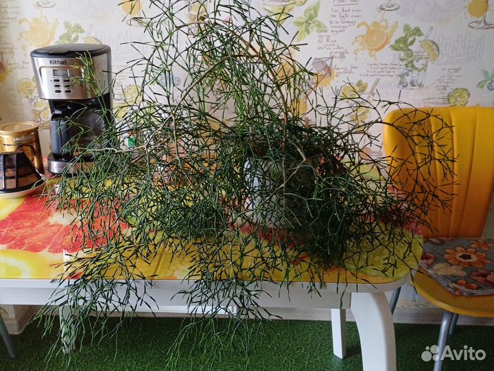 Хатиора (кактусовые) домашние растения