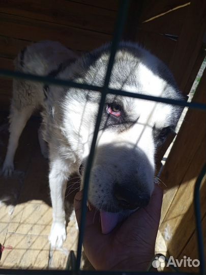 Отдам сао добрые руки