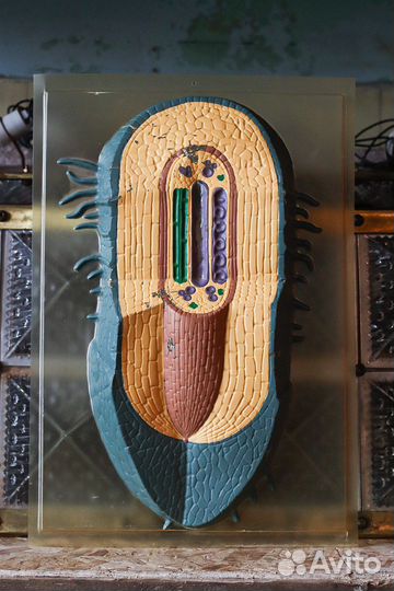 Рельефное учебное пособие по биологии СССР