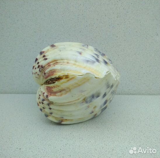 Хипопус 13,8 морская ракушка раковина