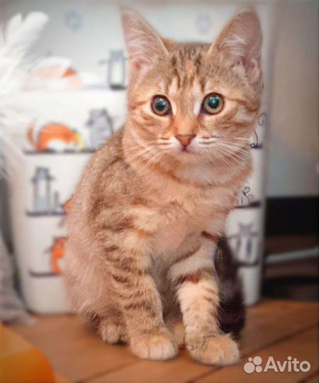 Рыжеватенький котенок (девочка) Луччи