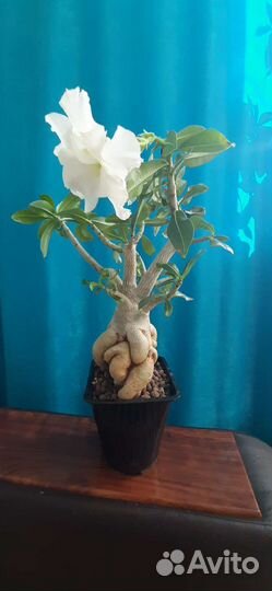 Адениум Обесум