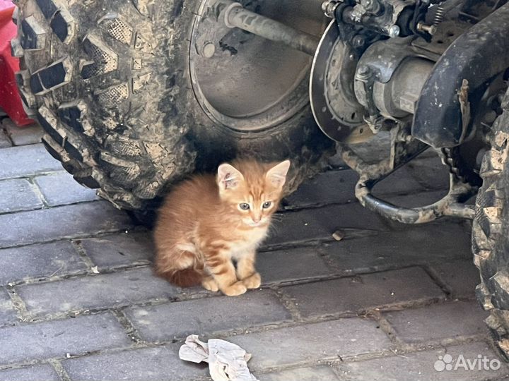 Зверь, именуемый кот