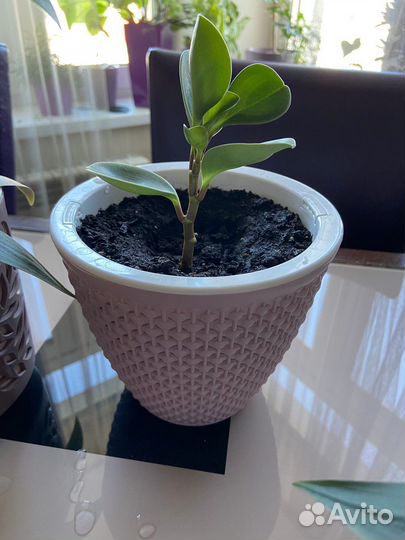 Продам цветы комнатные