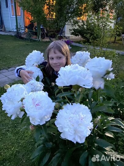 Сара Бернар, Пионы кусты