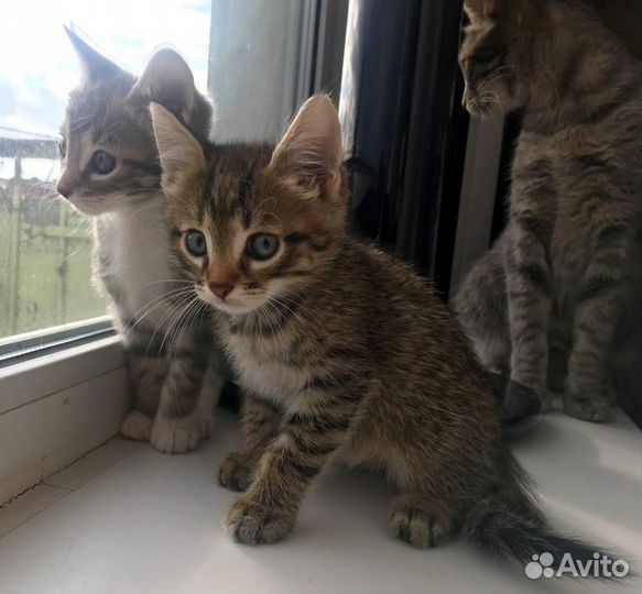 Шикарные котята ищут дом