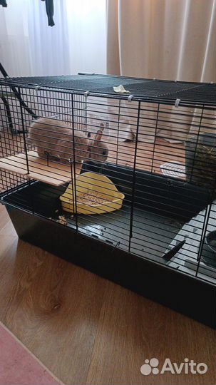 Декоративный кролик с клеткой