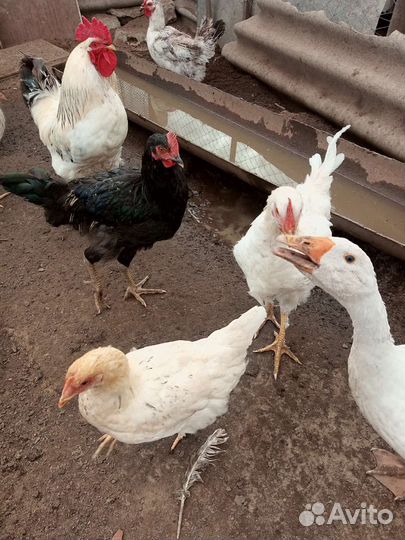Молодые петухи