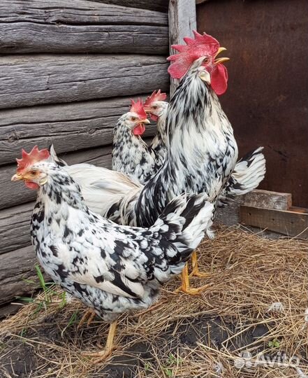 Петух, семья легорнов