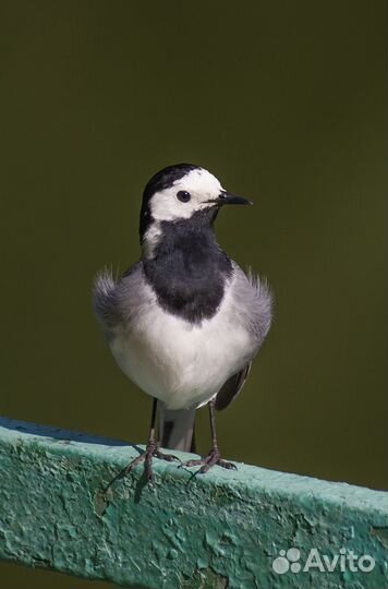 Объектив Sigma AF 70-300mm f/4-5.6 dg os - стаб