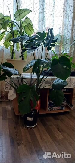 Монстера деликатесная, сциндапсус, Филодендрон