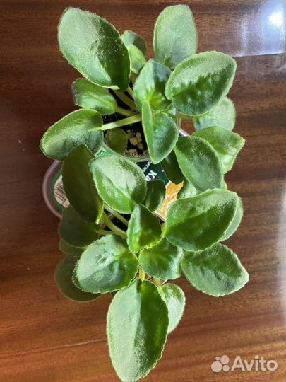 Фиалка Антарес