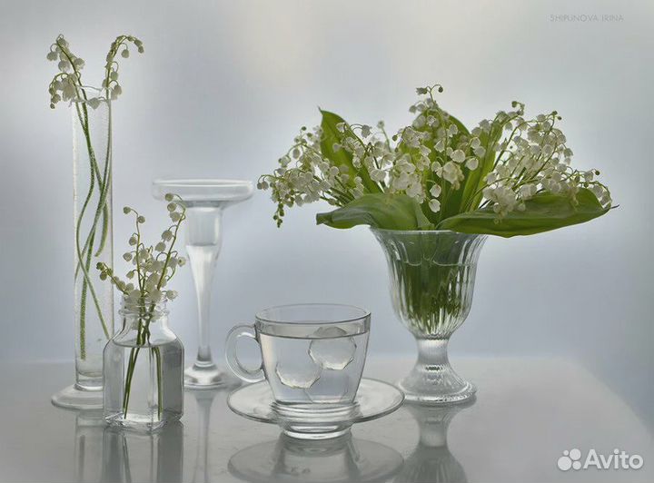 Ландыш садовый Многолетний. Рассада