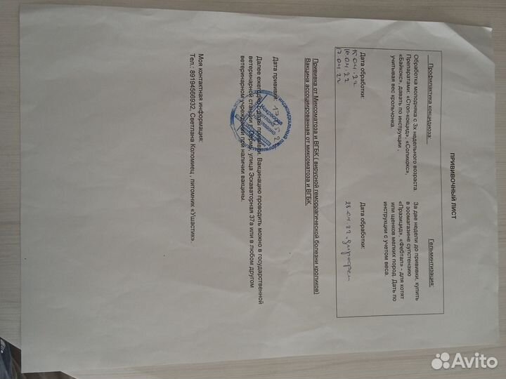 Декоративные кролики минилоп