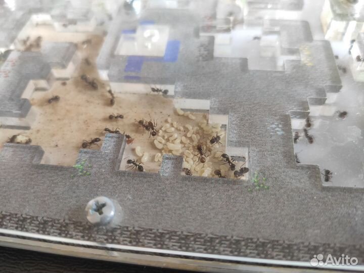 Живая муравьиная ферма с 100 муравьями