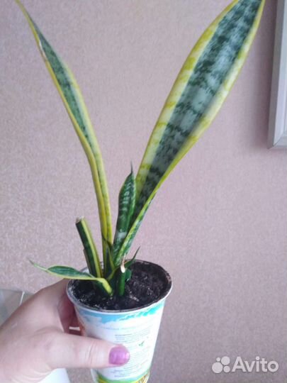 Сансевиерия