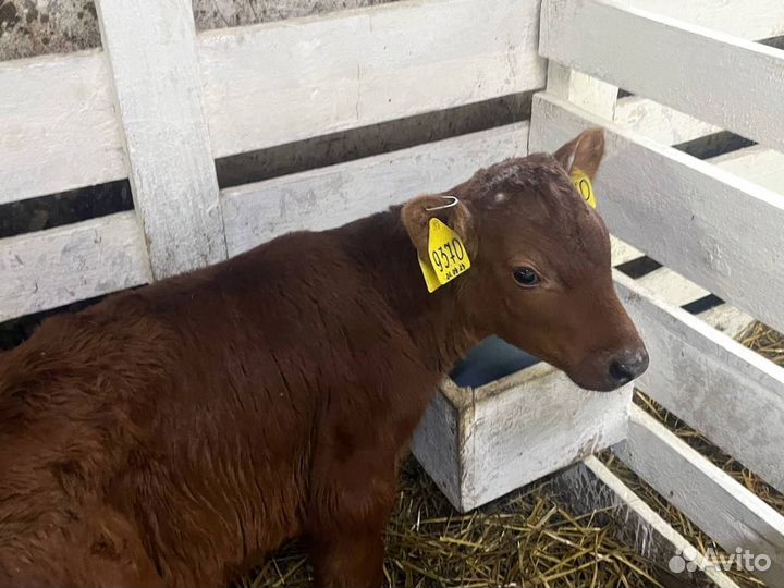 Бычки телки телята бесплатная доставка