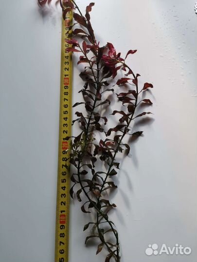 Аквариумные растения, улитки хелена