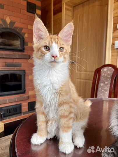 Мейн-кун котик