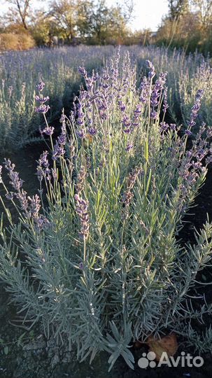 Спирея вангутта