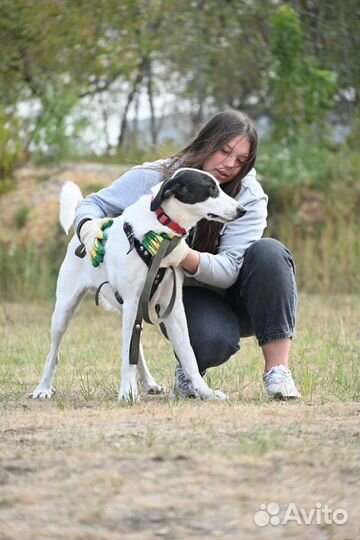 Бим грустит в приюте