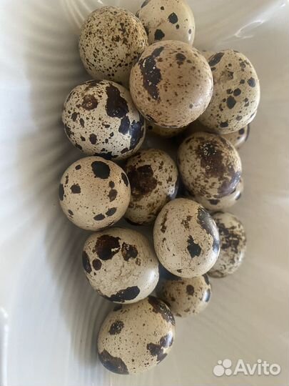 Домашние перепелиные яйца