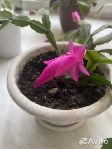 Декабрист (шлюмбергера)