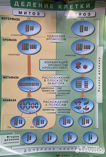 Школьный плакат