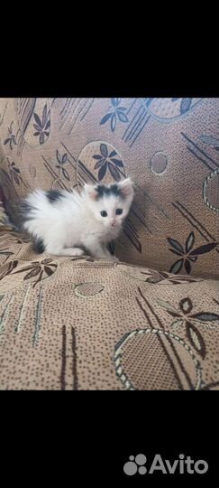 Котик малышок, белый пушистик