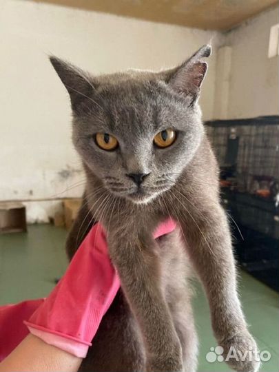Серый кот в добрые руки