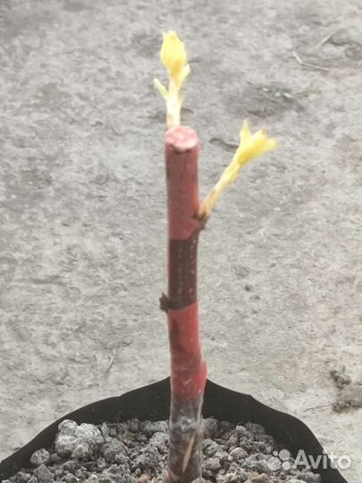 Карликовые плодовые деревья