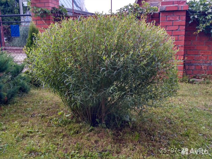 Ива шаровидная Нана