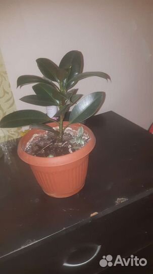 Цветы комнатные