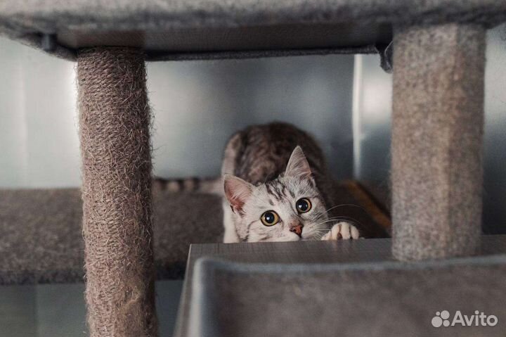 Миниатюрная Тибби в поисках мампап