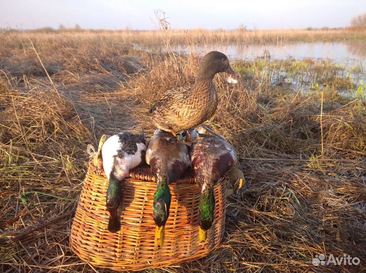 Подсадные, чубарые Селезни