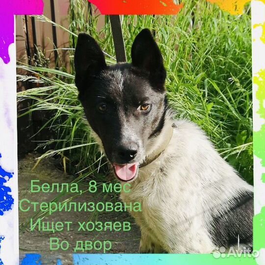 Собака во двор