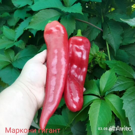 Семена сладкого перца