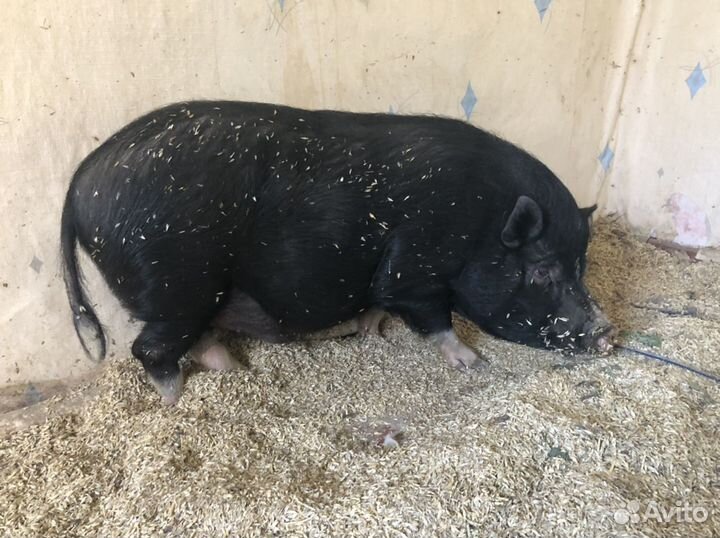 Вьетнамский хряк рабочий