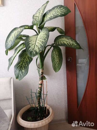 Диффенбахия