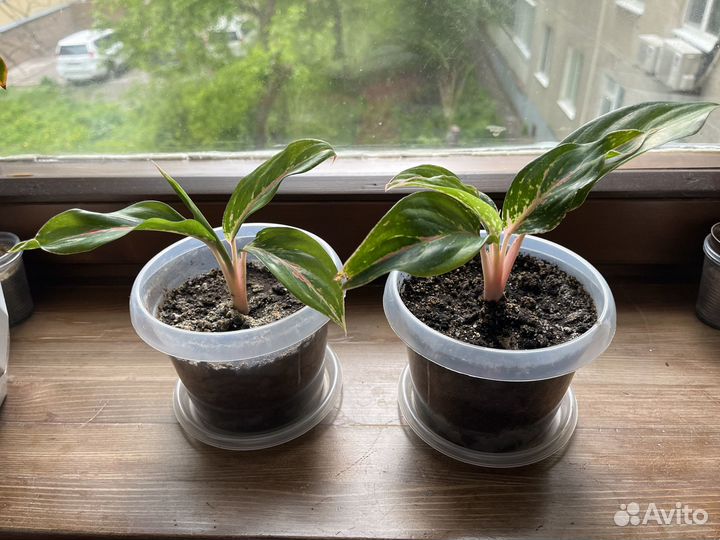 Аглаонема баттерфляй