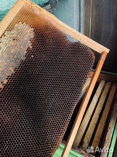 Сушь пчелиная