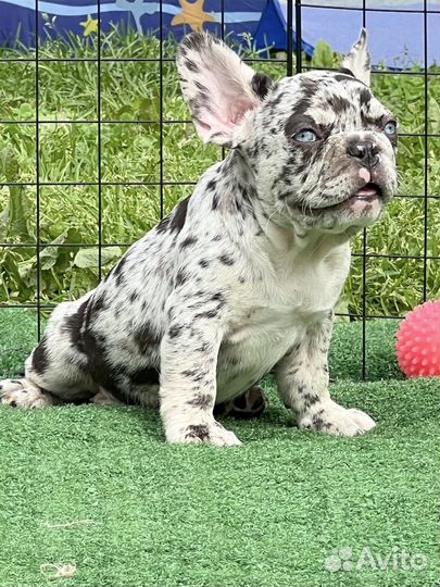 Французский бульдог