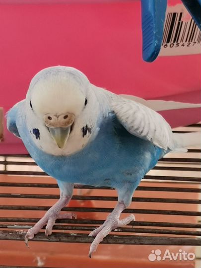 Молодые волнистые попугаи