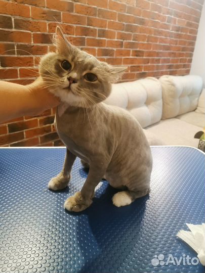 Стрижка кошек