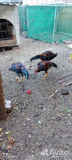 Бойцовые петухи хинт