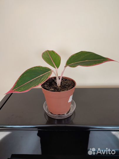 Аглаонема крит