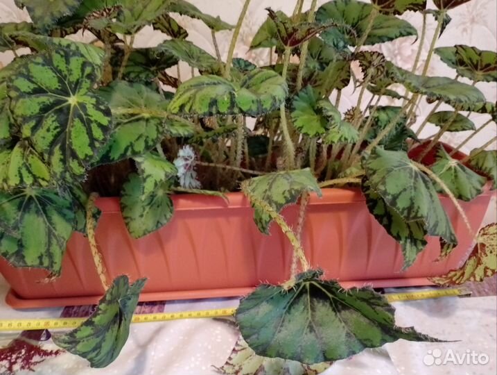 Бегония в балконном ящике